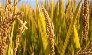 全国粮食总产量69541万吨 中国粮食行业市场深度分析