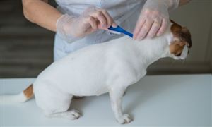 2023年中国兽药行业市场竞争格局及发展趋势