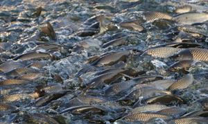 水产养殖行业现状分析：水产养殖业2024年有望迎来景气复苏