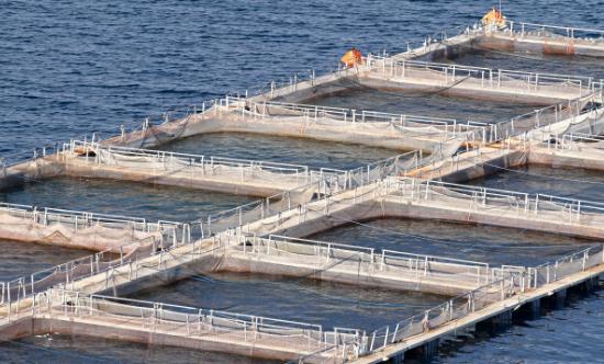 2024中国海洋渔业行业深度调研及发展预测报告