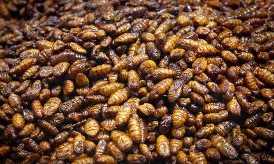 2023年中国昆虫蛋白行业发展现状及发展趋势分析