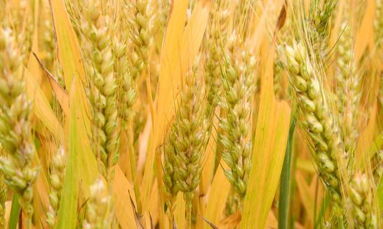 小麦深加工的潜力和应用：小麦深加工行业在全球范围内具有很大的发展前景