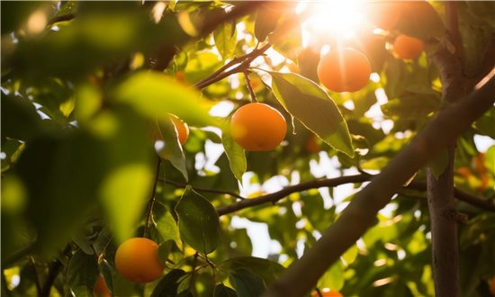 水果种植业未来发展前景如何 水果种植市场空间分析