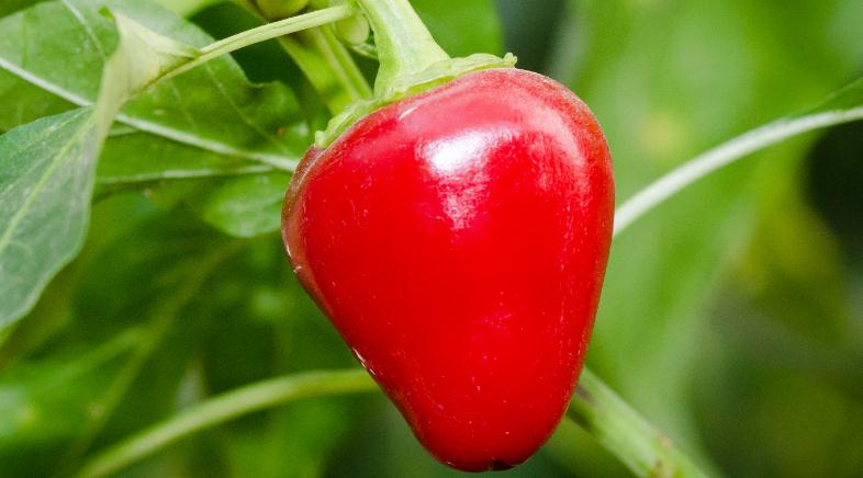 韩国大量进口中国辣椒酱 辣椒酱市场需求分析