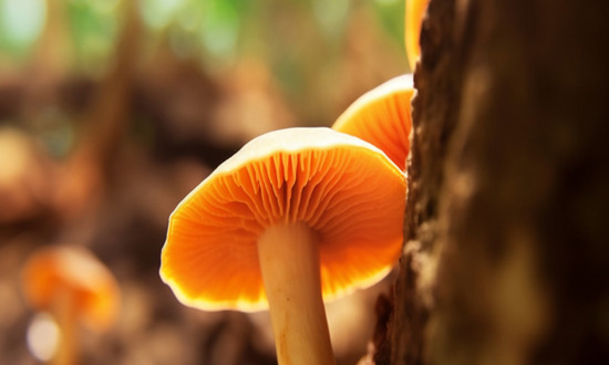 灵芝行业分析报告 灵芝行业市场机遇分析2024