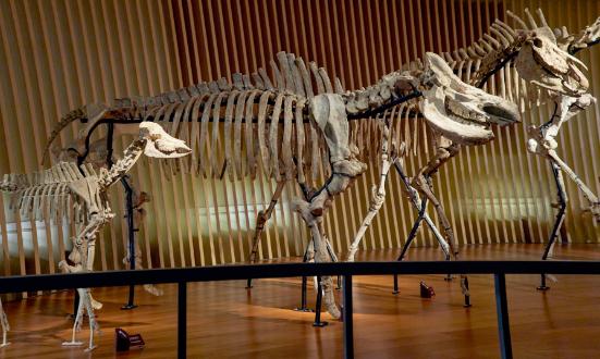 2023自然教育行业未来发展潜力及规划分析