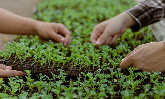 苗木市场供需分析 高质量发展是苗木产业转型升级的必由之路