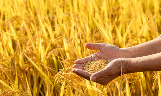 2024农业经济未来市场展望：中央农村工作会议描绘“三农”新蓝图