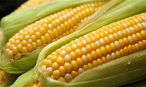 玉米行业现状分析：国内玉米价格持续下行，后期走势如何?