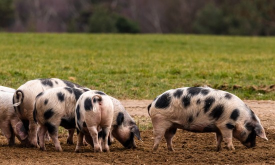 2023年猪饲料行业发展现状及发展前景