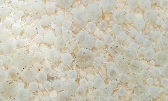 微生物肥料市场需求分析及产业前景展望