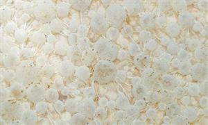 微生物肥料市场需求分析及产业前景展望