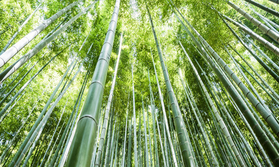 竹子行业发展前景机遇深度调研2024