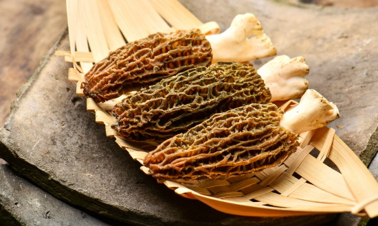 羊肚菌十年间种植面积增长数倍 羊肚菌种植行业发展方向