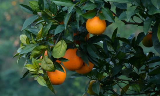 中国脐橙产业竞争分析及发展规模预测