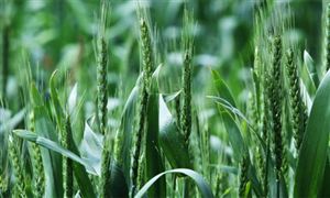 青稞产业种植面积、产量及发展现状分析