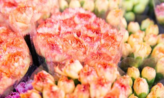 2024鲜切花行业市场发展现状 鲜切花行业进出口市场分析