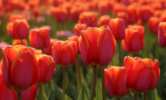 花店市场容量或变化趋势：未来国内花卉产业将会重点完成四大方向的转型升级