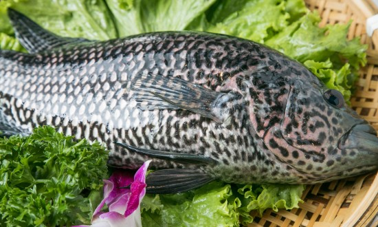 2024年中国石斑鱼行业发展现状分析及发展趋势