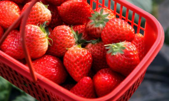 根据数据显示中国草莓产量呈现逐年上涨的态势  我国草莓产业市场分析