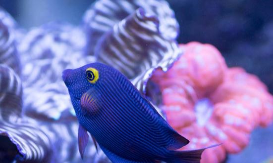 海洋生物医药行业前景：目前我国海洋生物医药产业的年产值已达数百亿元的规模