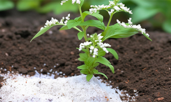 中国磷肥行业产能与需求情况及发展态势分析