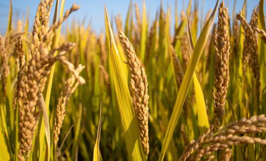 海南三亚首次实现杂交水稻年亩产4000斤 水稻种植产业发展现状分析