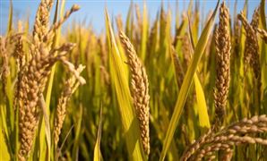 海南三亚首次实现杂交水稻年亩产4000斤 水稻种植产业发展现状分析