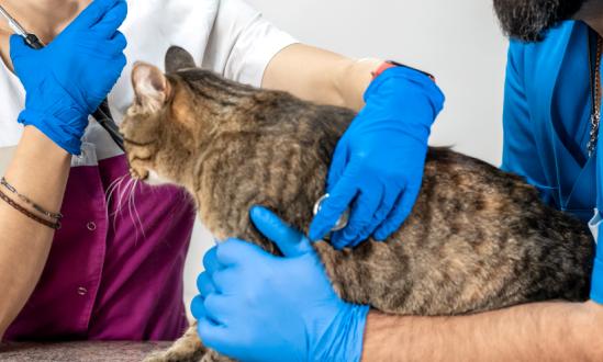 预计2025年中国宠物经济产业规模将超过8000亿元 中国宠物医药行业市场分析