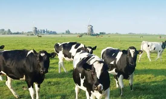 2024畜牧行业深度调研：畜禽养殖规模化率达到78%以上