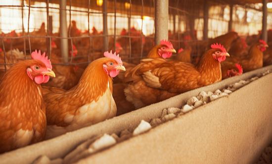 家禽行业发展前景：未来智慧化养殖将越来越普遍 中大型饲养场对智能化设备的需求增长