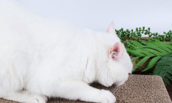 近年来单只犬猫年均消费金额逐年攀升  中国宠物市场发展潜力巨大