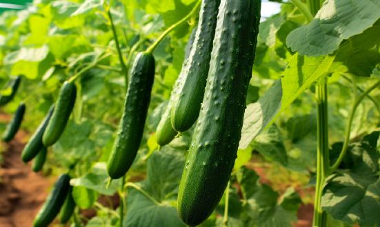 黄瓜行业供需分析报告：市场对黄瓜商品的要求也越来越细化