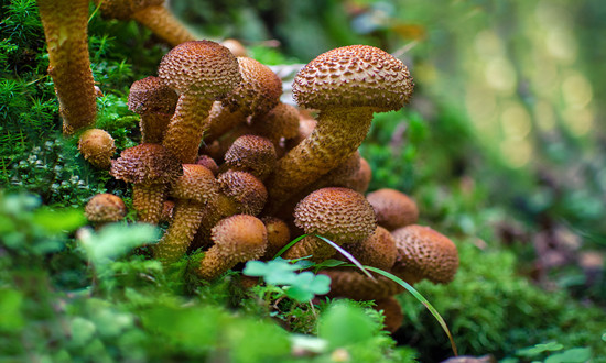 腐植酸行业市场发展现状分析 腐植酸行业2024年重点工作任务发布