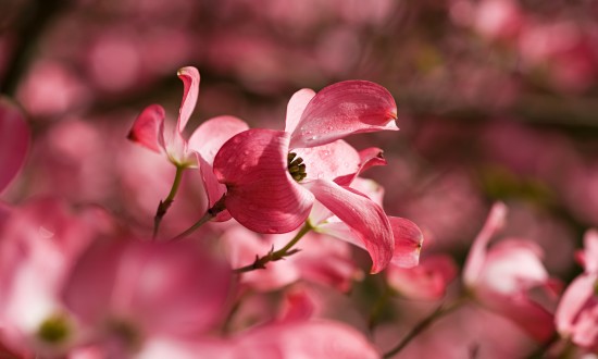 2024年没食子酸行业发展现状及竞争格局分析