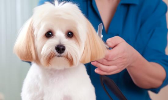 2024年中国宠物数量将进一步增长至4.46亿只 我国宠物美容行业市场分析