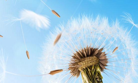 蒲公英市场前景及现状分析2024