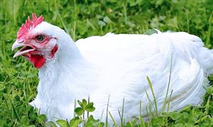 海外禽流感肆虐抑制进口 鸡肉供给或再度紧缩 鲜鸡肉行业发展现状分析