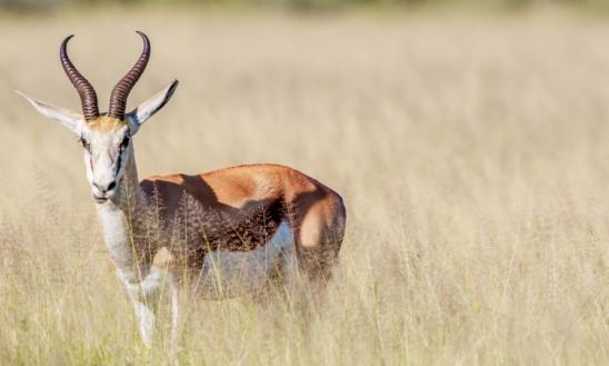 随着我国养殖业的快速发展，规模化、集约化程度不断提升  兽药产业的行业监管体系也在不断完善中