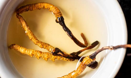 近年来冬虫夏草市场热度高涨  中国已成为出产冬虫夏草的主要国家