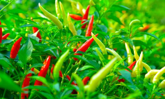 2024辣椒种植行业发展现状及进出口市场分析