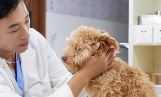 现如今我国宠物医疗行业已形成较完整的产业链 