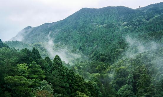 澳大利亚珀斯北部丛林大火持续 2024森林防火行业现状深度调研