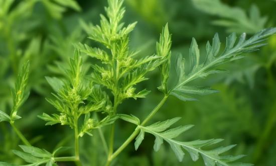 目前人工种植的艾草已经占领了大部分市场  艾草行业市场分析