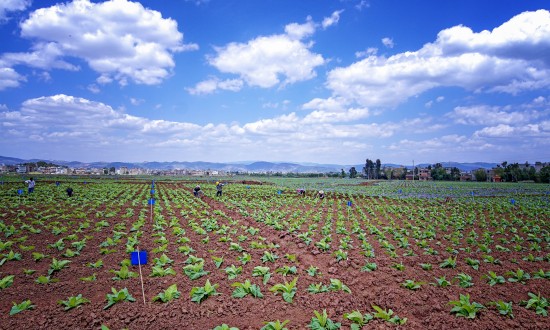 2024年中国烤烟行业市场发展现状及发展趋势