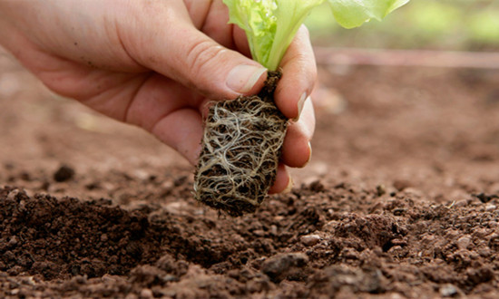 中国种植业市场发展情况分析 未来种植业具有非常良好的成长空间