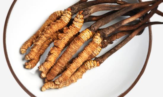 我国冬虫夏草产业未来发展趋势分析