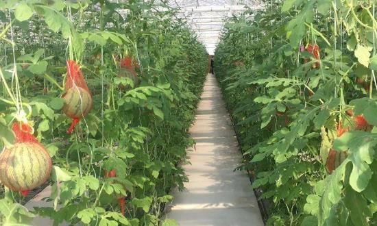 2024示范农场行业市场深度分析与研究 示范农场发展面临的挑战