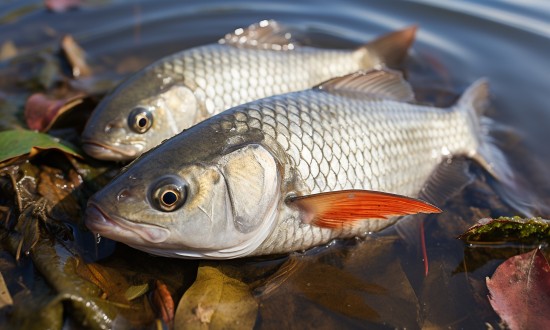 2024年国内淡水捕捞产品行业市场现状及发展趋势