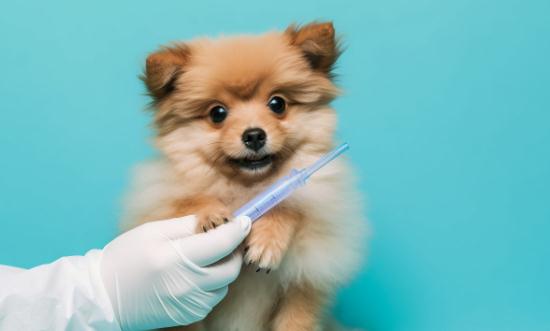 2024中国宠物医疗行业发展分析及前景趋势预测